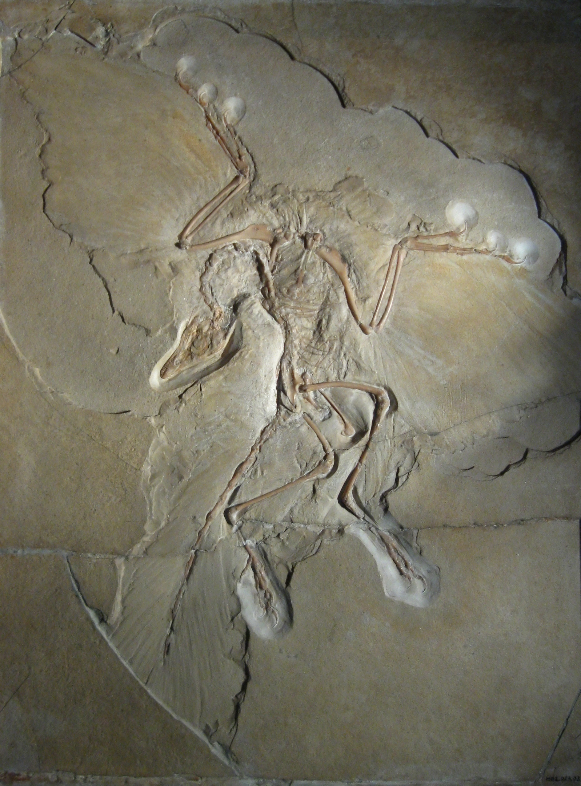 archaeopteryxi_berlin.jpg